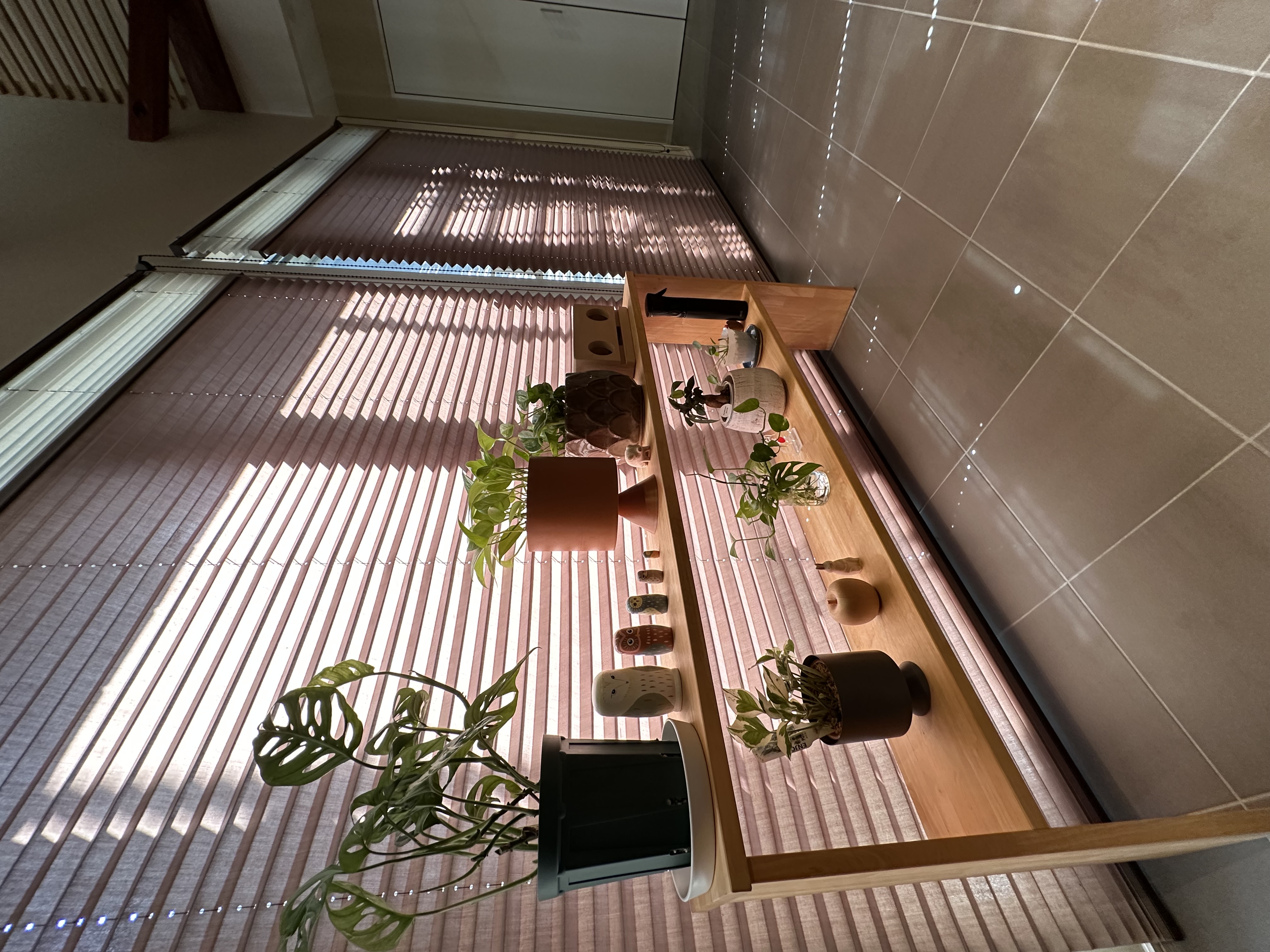 我が家の植物達との暮らし 画像