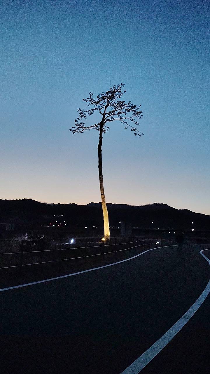 『奇跡の一本松』 画像