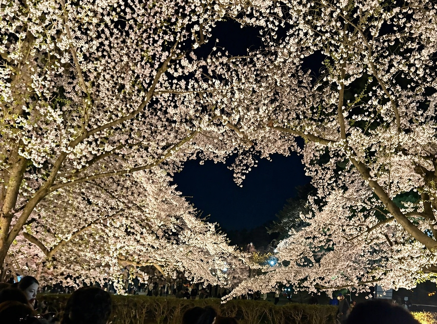 春といえば✨️ 画像