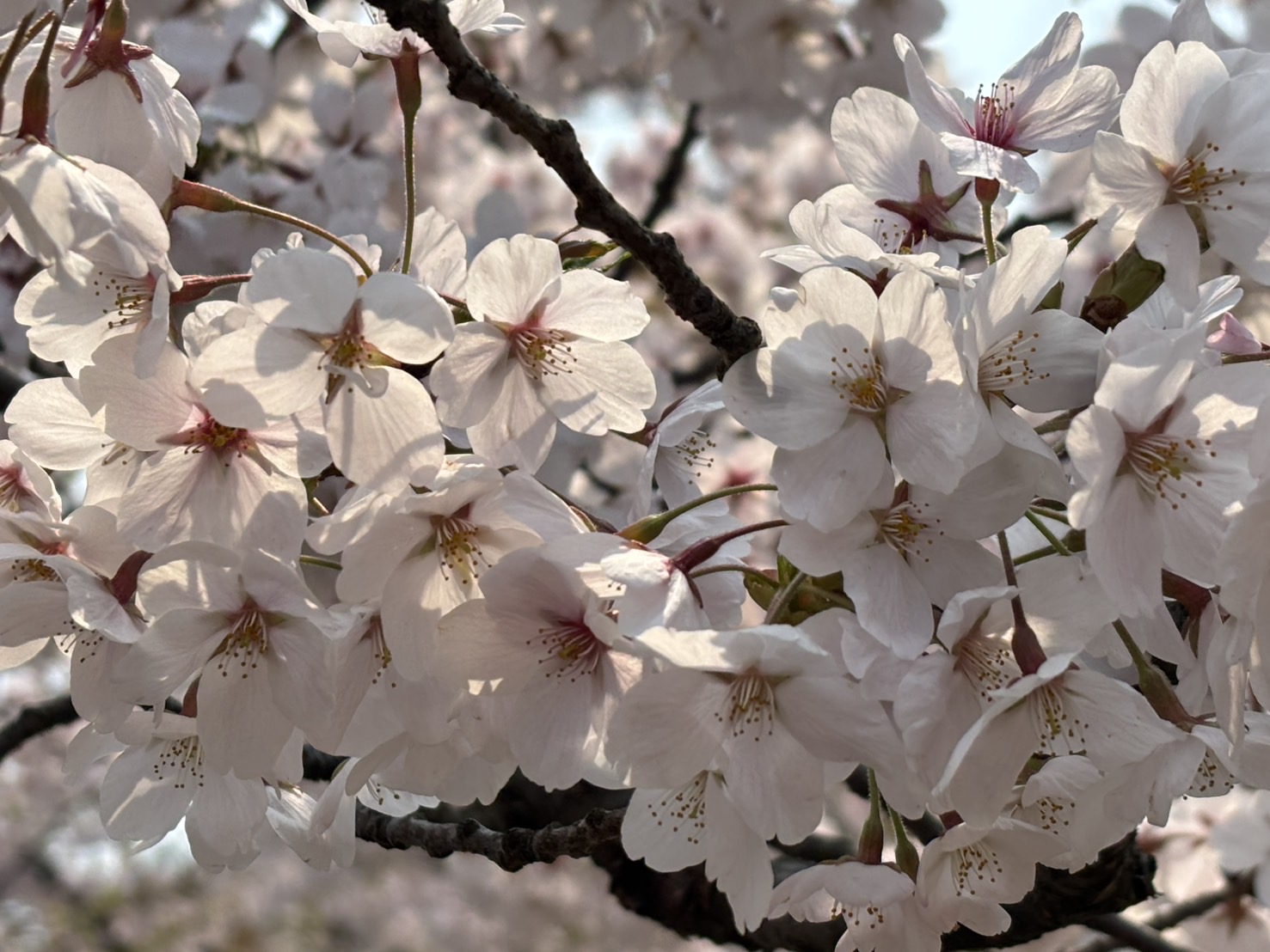 お花見🌸 アイキャッチ画像