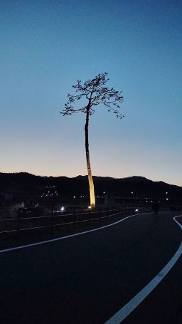 『奇跡の一本松』 アイキャッチ画像