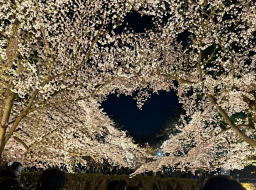 春といえば✨️ アイキャッチ画像