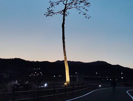 『奇跡の一本松』 アイキャッチ画像