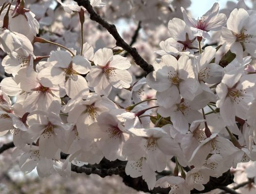 お花見🌸 アイキャッチ画像